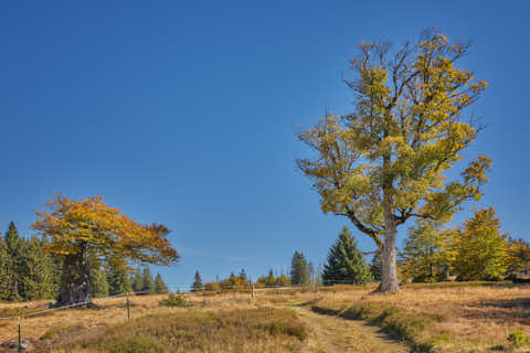 Gemeinde Lindberg Landkreis Regen Hochschachten Schachtenwanderung (Dirschl Johann) Deutschland REG